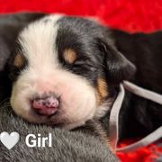 White girl - Black, white and red Greater Swiss Mountain Dog puppy in Hockessin, Delaware from Simply Swissies