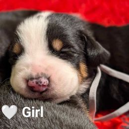 White girl - Black, white and red Greater Swiss Mountain Dog puppy in Hockessin, Delaware from Simply Swissies