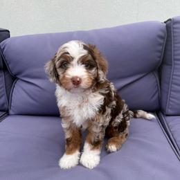 Clyde - Chocolate merle male Bernedoodle puppy in Santaquin, Utah from Mountain Ridge Bernedoodles