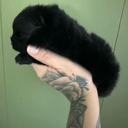 Boo Velvet - Black male Pomeranian puppy in Childersburg, Alabama from A Sample Of Gods Love Kennels