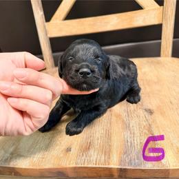 Girl 1 - Black female Goldendoodle puppy in Lakeland, Florida from Doodles & Danes