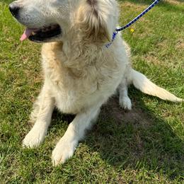 Bella - Golden Retriever