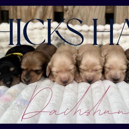 Dachshunds from Hicks Haus Dachshunds