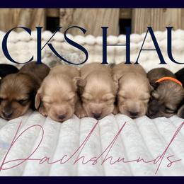 Dachshunds from Hicks Haus Dachshunds
