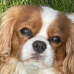Rocky - Cavalier King Charles Spaniel