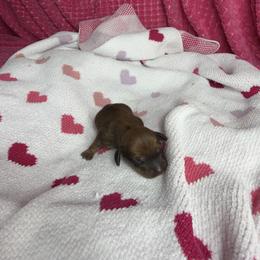 Brandon - Sable male Dachshund puppy in Lake City, Florida from My Ditzy Doxies of Florida