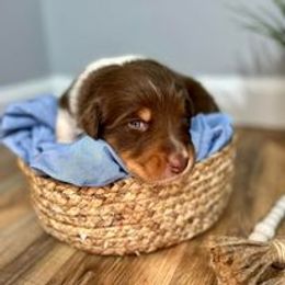 Australian Shepherd Puppies from Nina Huggin's Australian Shepherds