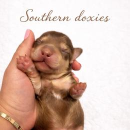 Kofe - Chocolate and cream male Dachshund puppy in Biloxi, Mississippi from Southern Doxies Ms