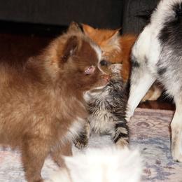 Pomsky, Rottweiler, Shetland Sheepdog, and Toy Shetland Sheepdog Puppies from Mountain High Kennels