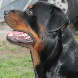 Goliath - Rottweiler