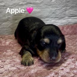 Apple - Black and cream female Dachshund puppy in Jena, Louisiana from Amy’s Mini Doxies