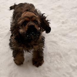Rumi - Sable female Cocker Spaniel puppy in Hickory, North Carolina from Home Grown Cocker Spaniels