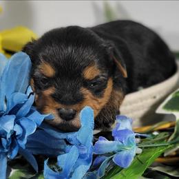 Red collar boy - Black and tan male Yorkshire Terrier puppy in Jacksonville, Florida from Yorkieology