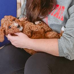 Flareon - Red  female Poodle puppy in Phoenix, Arizona from Moonshine Kennels AZ