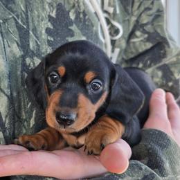 Ruby - Black and tan female Dachshund puppy in Signal Mountain, Tennessee from Hot Diggity Doxens