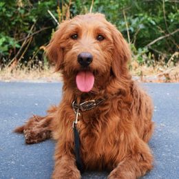 Goldendoodles from KD Doodles