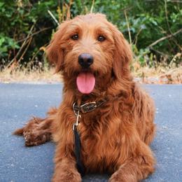 Goldendoodles from KD Doodles