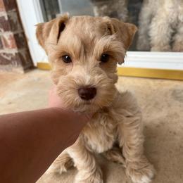 Toby - Wheaten male Miniature Schnauzer puppy in Norman, Oklahoma from Priscilla's Miniature Schnauzers