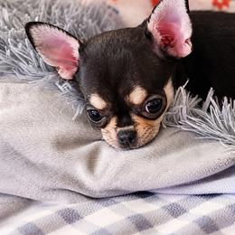 Maverick - Black and tan male Chihuahua puppy in Bucks County, Pennsylvania from Sweet Bean Chihuahuas