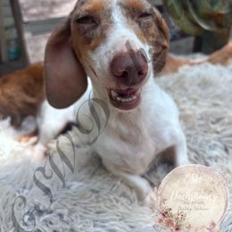 Kiwi - Dachshund