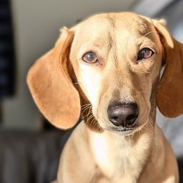 Dachshunds from Grove Grown Dachshunds