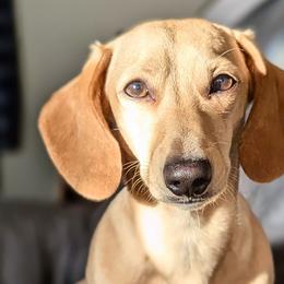 Dachshunds from Grove Grown Dachshunds