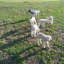 Australian Cattle Dog and French Bulldog Puppies from Sugarloaf French bulldogs and Australian cattle dogs