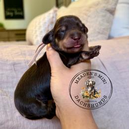 Pink Collar - Chocolate and cream female Dachshund puppy in Beaver, Pennsylvania from Meaden’s Mini Dachshunds