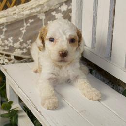 Apricot Parti Female - Parti female Poodle puppy in Belgreen, Alabama from Scott’s Farm Poodles and Doodles