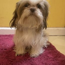Lala - Shih Tzu