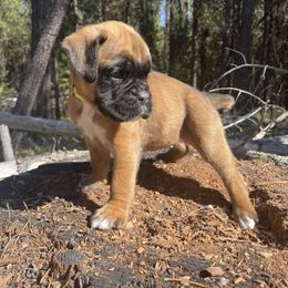 Lassie - Fawn female Boxer puppy in Marion, Montana from Serendipity's European Boxers