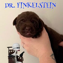 Dr. Finkelstein - Black male Labrador Retriever puppy in Water Valley, Mississippi from Three Lakes Labs & WHDs