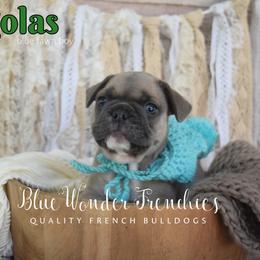 Legolas - Blue fawn male French Bulldog puppy in Loxahatchee, Florida from Blue Wonder Frenchies