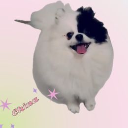 China - Pomeranian