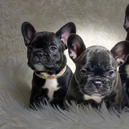 French Bulldog Puppies from Amocat Bullies