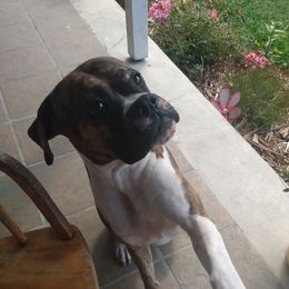 Boone - Boxer