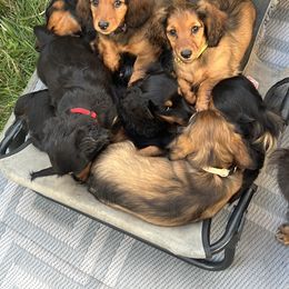 Dachshund Puppies from Miniature Dreams Dachshunds