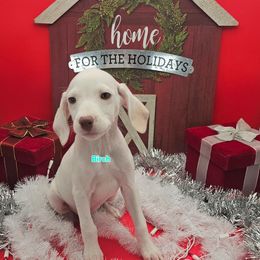 Lua Birch - White and orange female Dalmatian puppy in Conrath, Wisconsin from JSF Dalmatians LLC