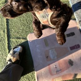 Boykin Spaniel, English Springer Spaniel, and Rat Terrier Puppies from 31 Pines Kennels