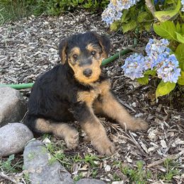 Airedale Terrier Puppies from Seaquest Airedales