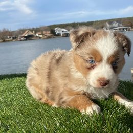 Miniature Australian Shepherd and Toy Australian Shepherd Puppies from Best Little Aussies