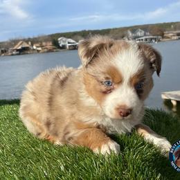 Miniature Australian Shepherd and Toy Australian Shepherd Puppies from Best Little Aussies