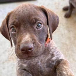 German Shorthaired Pointer Puppies from H & J Farms