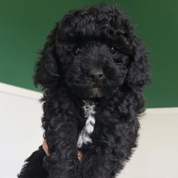 Flash - Toy Poodle raised in home - Black male Poodle puppy in Falcon, Missouri from Cedar House Heritage Poodles | AKC Toy & Miniature Poodle Puppies Raised in Home