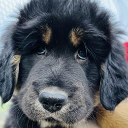 Tibetan Mastiffs from Larry Breece's Tibetan Mastiffs