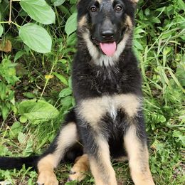 German Shepherds from Casamoko German Shepherds