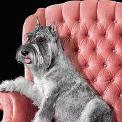 Ellie - Standard Schnauzer