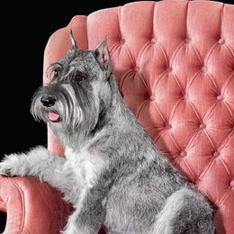 Ellie - Standard Schnauzer