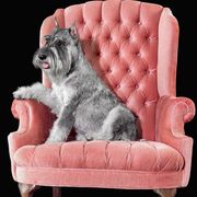 Ellie - Standard Schnauzer