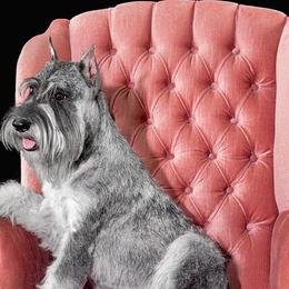 Ellie - Standard Schnauzer